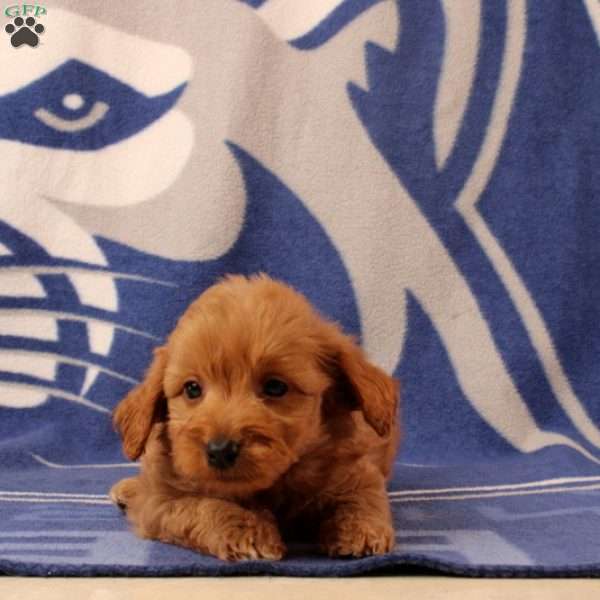 Ulrick, Mini Goldendoodle Puppy